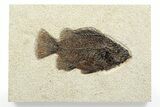 Detailed Fossil Fish (Cockerellites) - Wyoming #356731-1